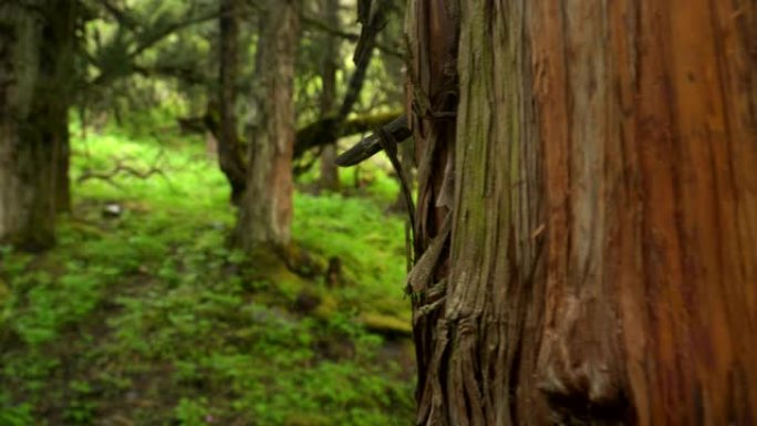 手持视图: 沿着徒步旅行，您可以看到中国四川省四姑娘山国家公园昌平沟谷或昌平谷的Cypree树群落
