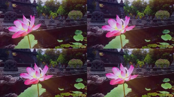 佛教花园池塘盛开的甜美荷花