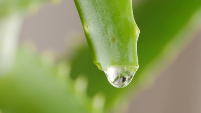 水滴从芦荟叶上滴下来