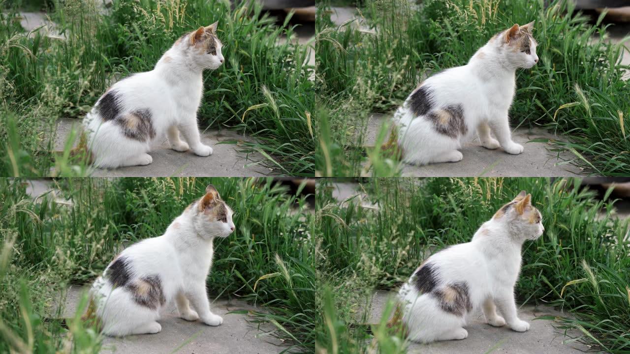 可爱的猫在草地上找人