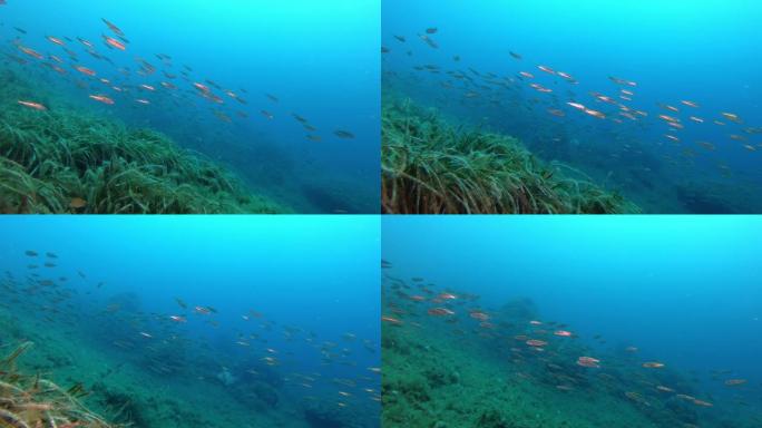 小鱼在珊瑚礁地中海生活中游泳