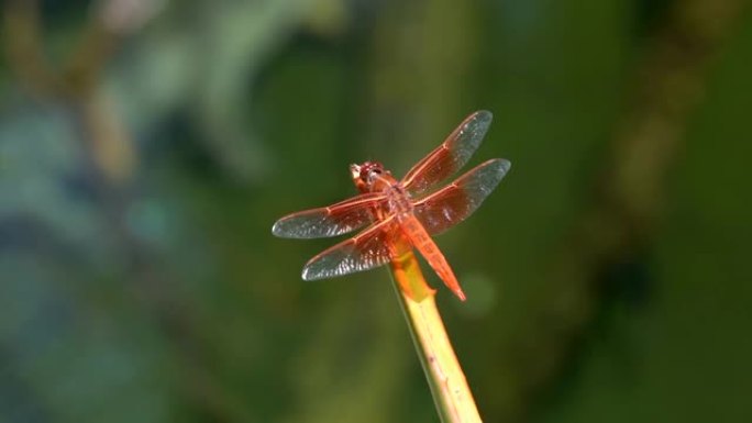 变焦慢动作宏观金翅撇渣红蜻蜓在植物上