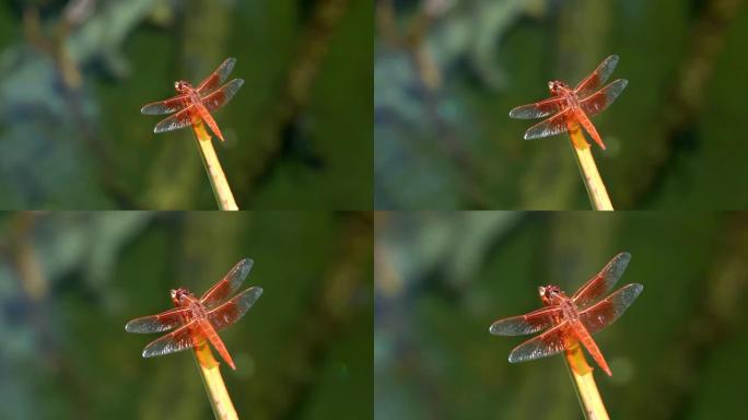 变焦慢动作宏观金翅撇渣红蜻蜓在植物上