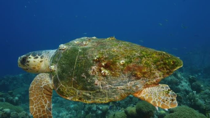 库拉索岛周围加勒比海珊瑚礁中的海龟