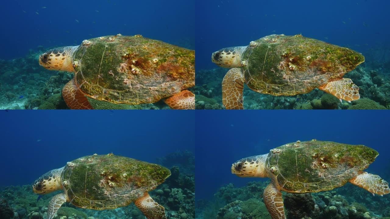 库拉索岛周围加勒比海珊瑚礁中的海龟