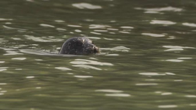 斑海豹 (Phoca vitulina stejnegeri)