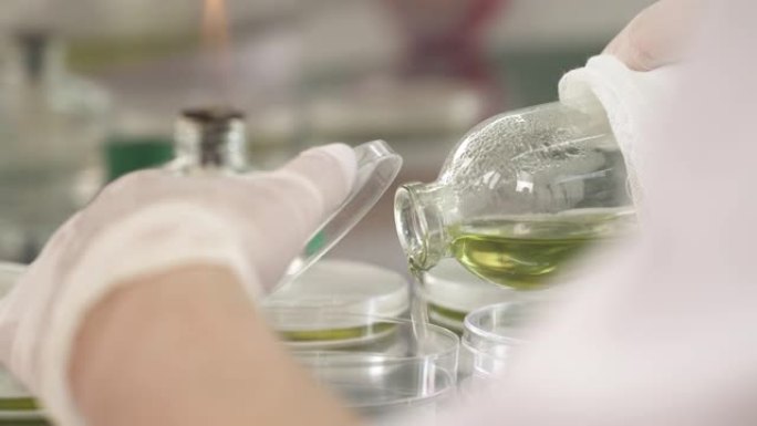 实验室技术人员打开培养皿并在研究实验室中填充化学物质的特写镜头。微生物培养。医学研究概念。