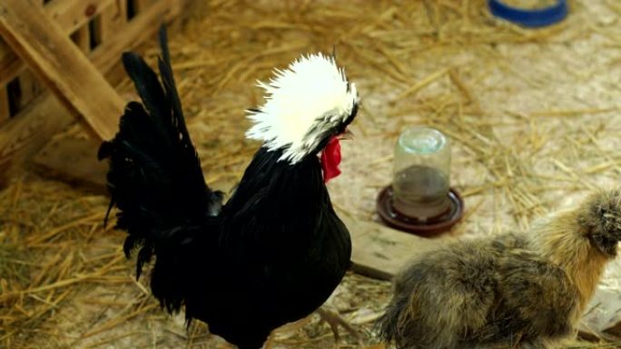 黑色装饰公鸡，笼子里有一根蓬松的白色簇绒，特写镜头。