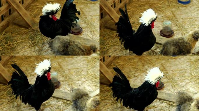 黑色装饰公鸡，笼子里有一根蓬松的白色簇绒，特写镜头。