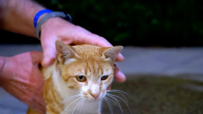 男子在街上抚摸一只无家可归的红色埃及猫