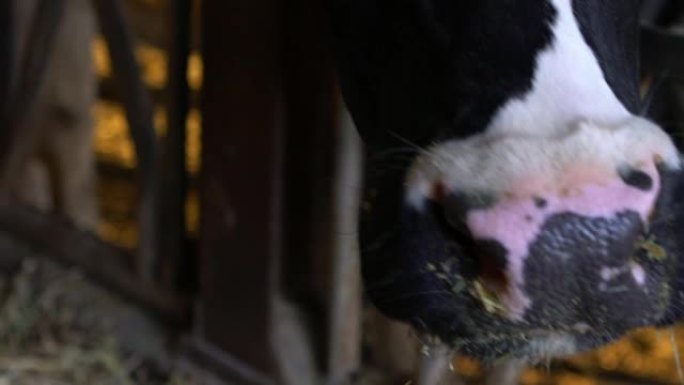 农场谷仓里的慢动作奶牛。荷斯坦奶牛喂养。农业工业