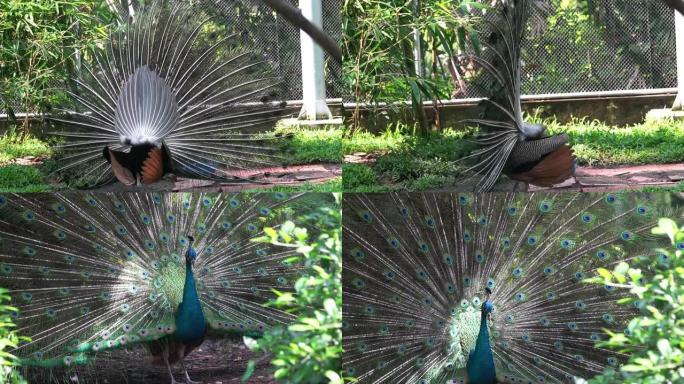 雄性孔雀羽毛的肖像正在动物园里展开五颜六色的翅膀来勾引伴侣