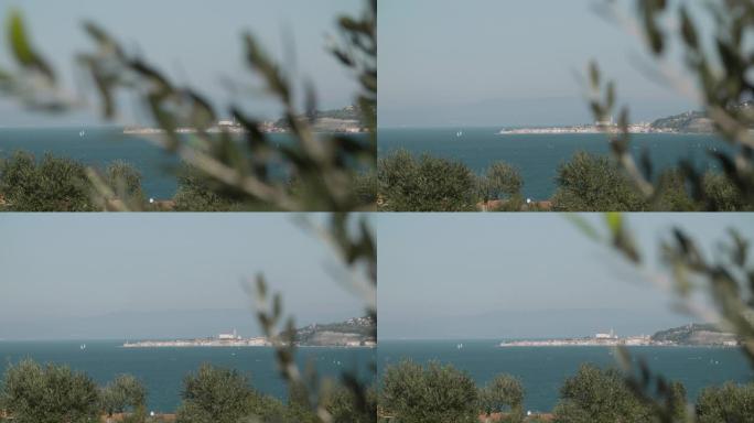 斯洛文尼亚海岸的长镜头镜头，前景为橄榄树