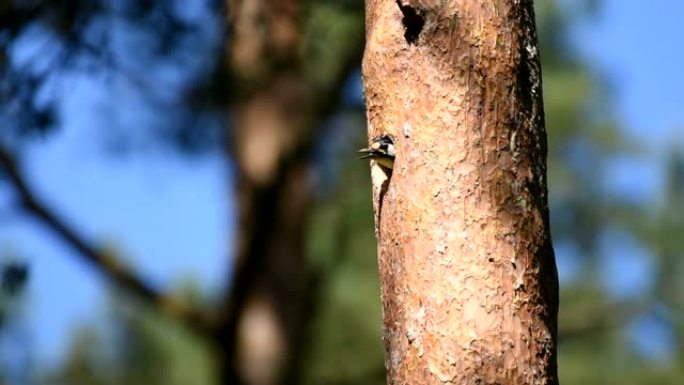 大斑啄木鸟 (Dendrocopos major)