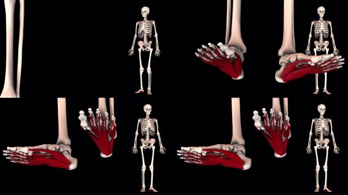 足底部分固有肌肉-真实颜色