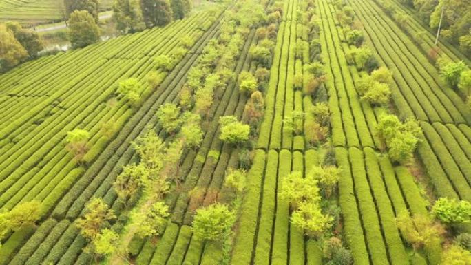 中国江西南昌凤凰沟风景区樱花