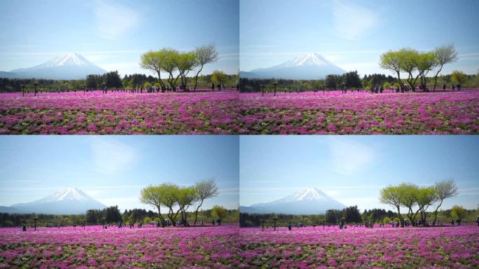 富士山和七彩粉色苔藓前景在芝坂节