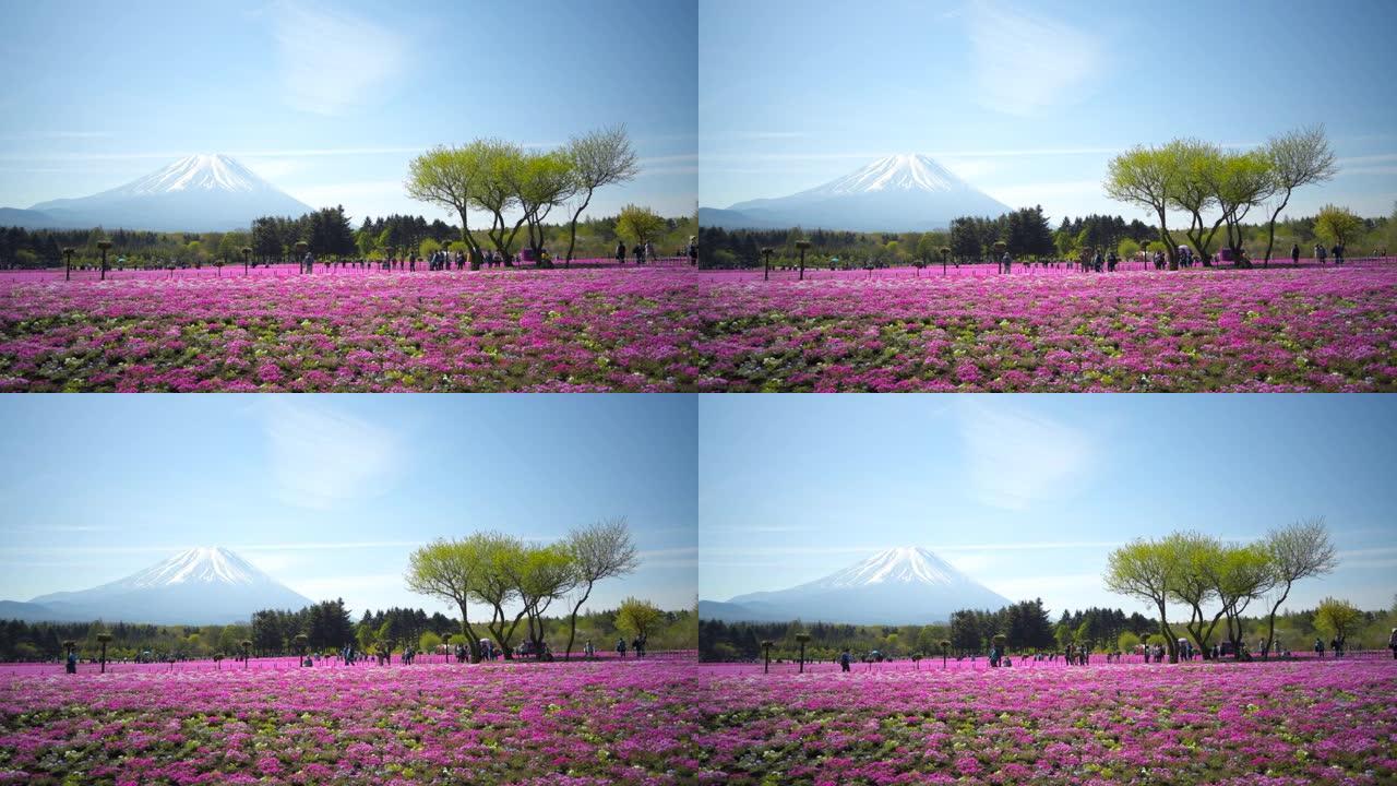 富士山和七彩粉色苔藓前景在芝坂节