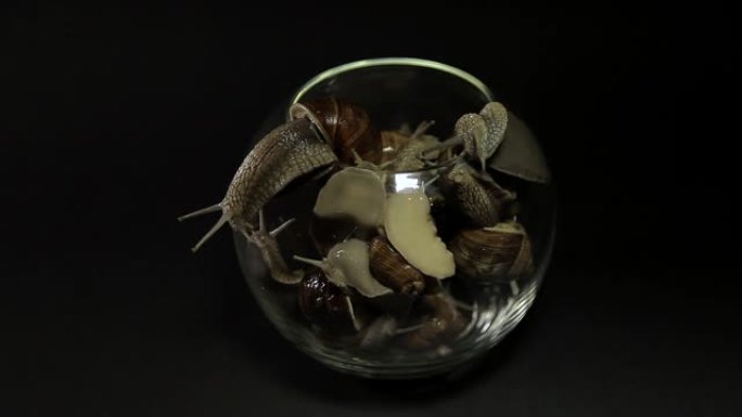 黑色背景上的玻璃花瓶里有很多蜗牛。蜗牛在玻璃上爬行，留下粘液痕迹