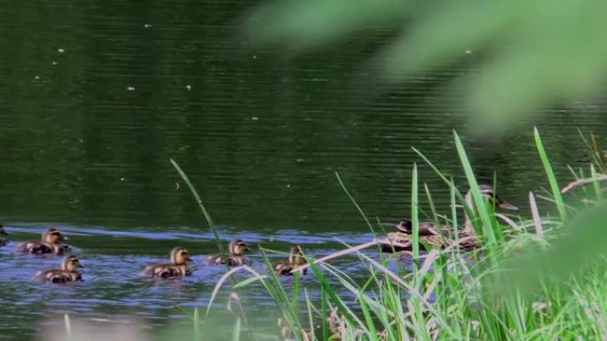 母鸭带着一群小鸭子在水中游泳。