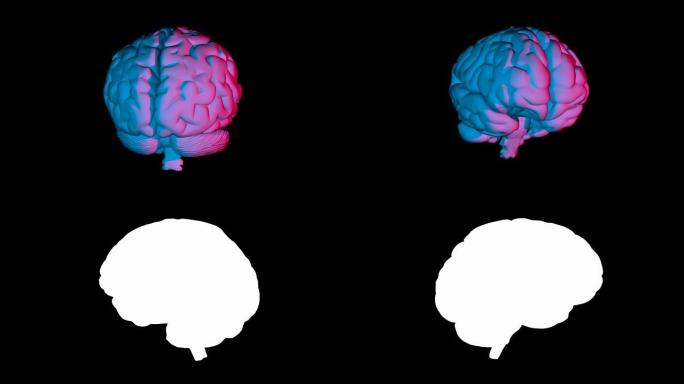 人类大脑的循环旋转计算机模型。带阿尔法通道的动画
