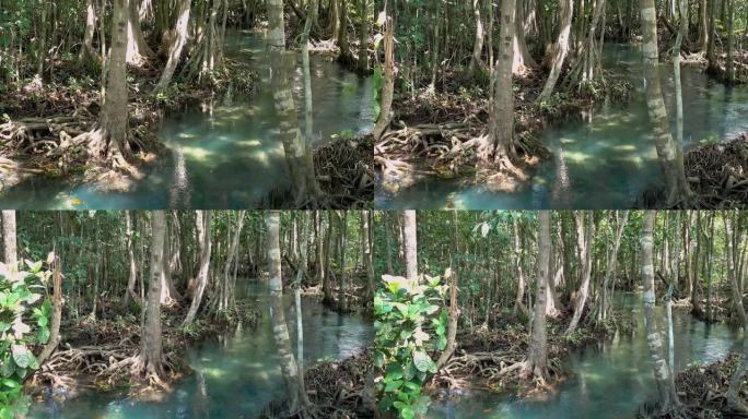 泰国甲米的Tha Pom Klong Song Nam红树林湿地的红树林和绿松石清澈的水流渠，阳光普