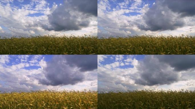 初夏黑麦地上空的云