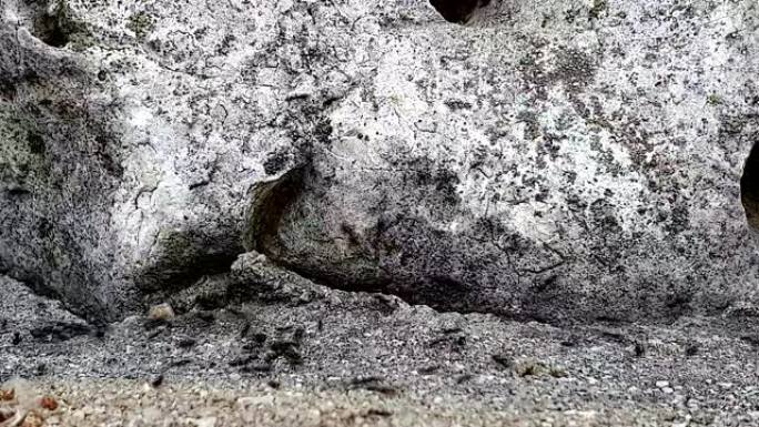 一群黑蚂蚁，在他们居住的岩石中的缓存的背景下迅速移动