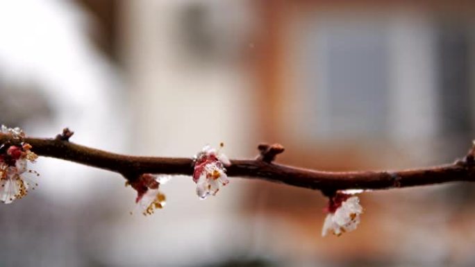 果树树枝盛开，覆盖着春雪。电影摄影机拍摄