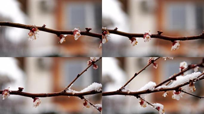 果树树枝盛开，覆盖着春雪。电影摄影机拍摄