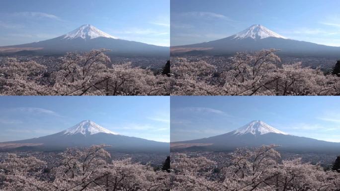 日本河口湖盛开欢快的富士山。