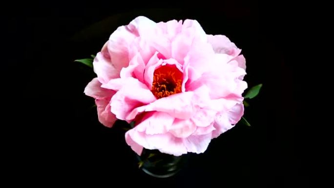 粉红色的牡丹花，芍药，孤立在黑色上