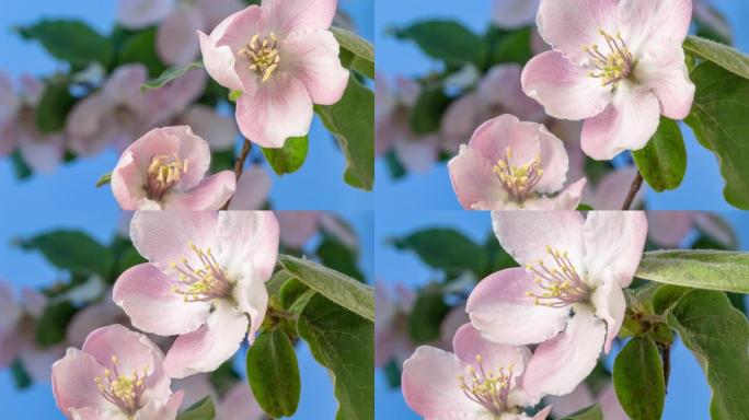 在蓝色背景下的4k延时视频中绽放的木瓜花。