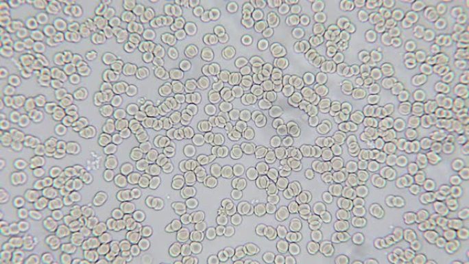 显微镜下新鲜人体血液