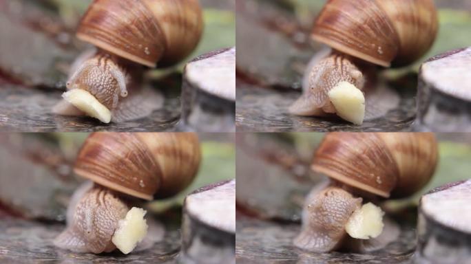 蜗牛第一次吃香蕉09