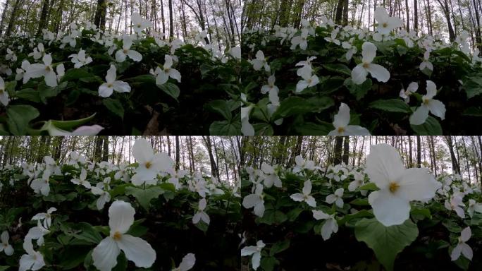 春季白色延龄草野花
