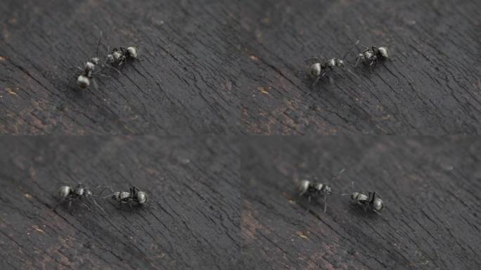 宏观慢动作两只黑蚂蚁在激烈的对抗中