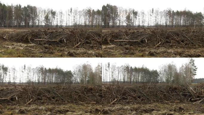砍伐，砍伐树木后砍伐林地，由强风引起。砍伐森林后，许多破碎的松枝在空地上。