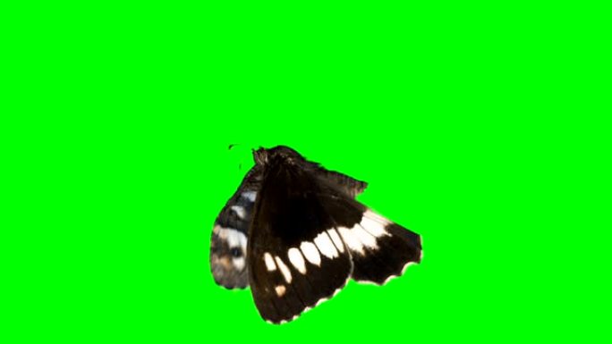 绿色屏幕背景上的蝴蝶阿尔法通道