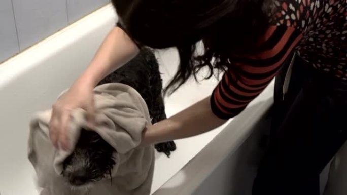 黑白可爱的狗在白色浴缸中清洗后用毛巾擦拭。动物护理。善的概念。闭嘴。4K。
