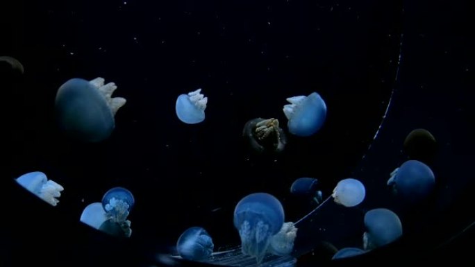 许多小水母在水下慢慢游动