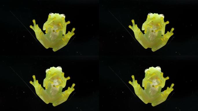 弗莱施曼的玻璃青蛙身体解剖底视图