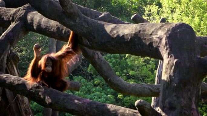 成年婆罗洲猩猩的慢动作爬上了森林的顶树