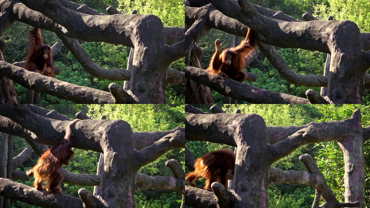 成年婆罗洲猩猩的慢动作爬上了森林的顶树