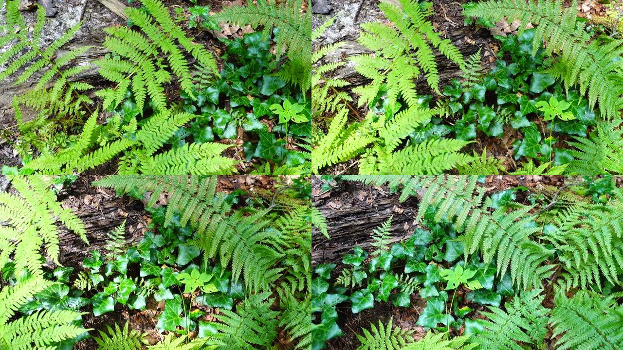 森林里的蕨类植物。夏天拍摄。