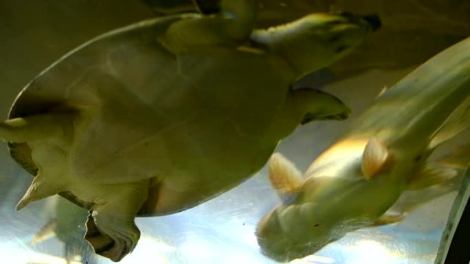 在水族馆游泳的鳄龟或甲鱼。