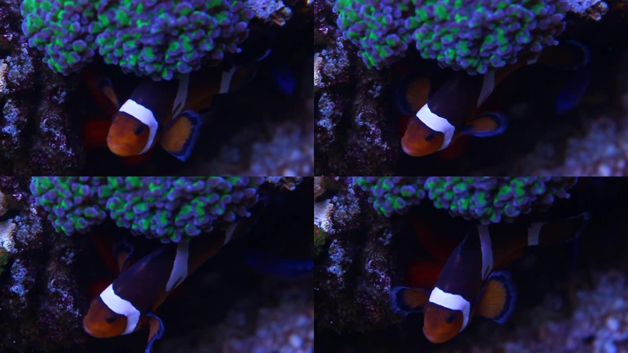 珊瑚礁水族馆水箱中的真正尼莫 (Amphiprion Ocellaris)