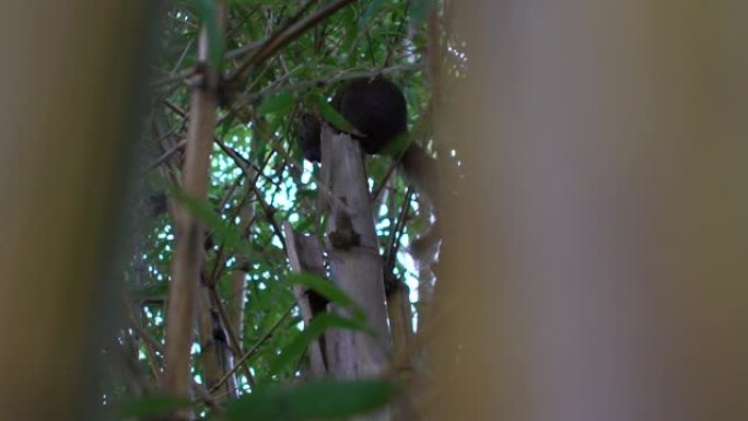 慢动作帕拉斯的松鼠在大安公园森林的竹子上吃食物