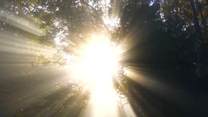 美丽的阳光与阳光在雾林在秋天早晨的自然