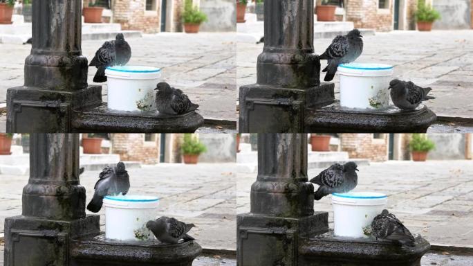 两只鸽子在意大利喷水池中沐浴。鸽子沐浴